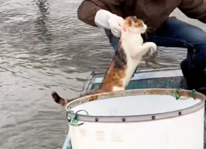 猫咪看到主人的船后，竟主动跳进水里游过来，为了陪主人也是拼了