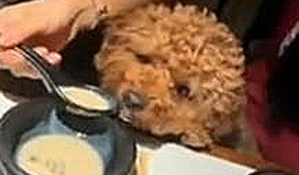江苏无锡：为了喂狗该女子竟然用饭店的汤匙直接送到狗的嘴边 