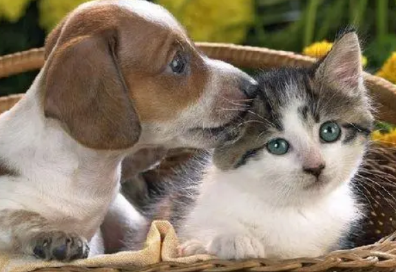 猫经济追赶狗经济，今年中国犬猫消费市场规模将达1708亿