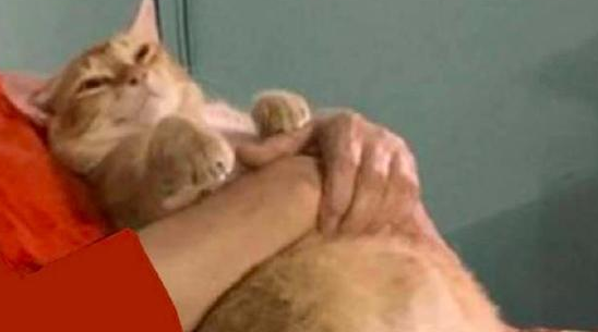 猫咪吃完饭后，就躺在奶奶的怀抱里睡觉，表情也是真享受啊！