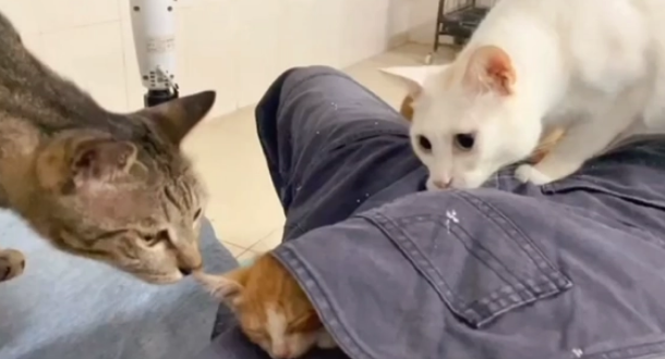 又到了捡猫的季节，最近小奶猫遍地跑，一个比一个好看