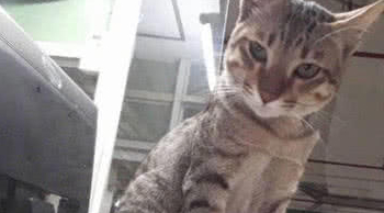 这只猫咪居然在停车场收费，谁家的猫咪啊，喵：留下鱼干再走！
