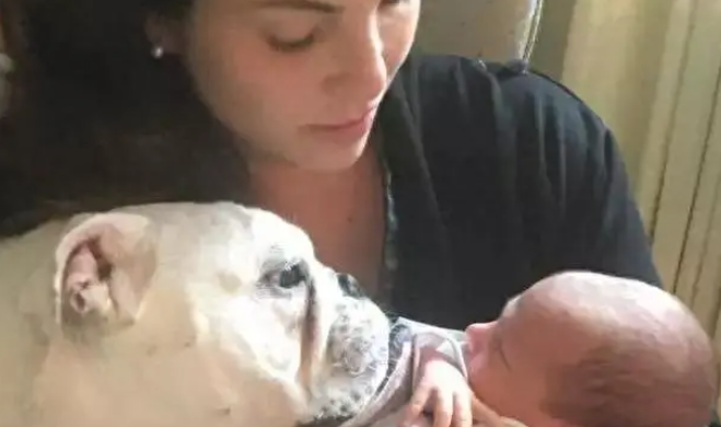 斗牛犬越来越懒，还拒绝吃饭，X光检查后：吃了不该吃的
