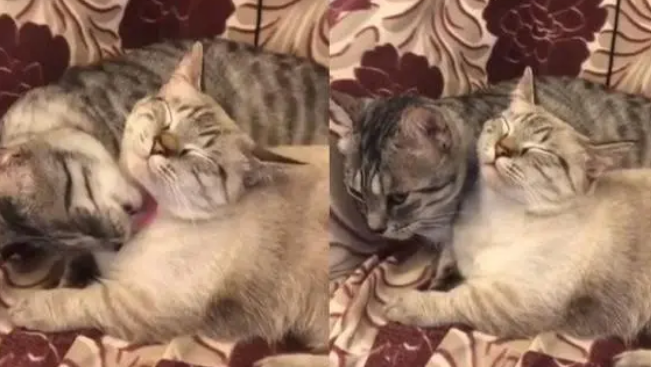 猫弟在猫哥身上踩奶，猫哥突然使出喵喵拳，主人一看笑喷