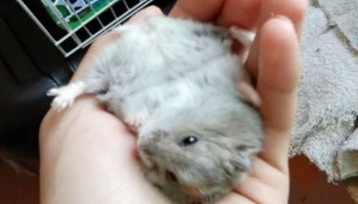 仓鼠玩跑轮，宠主玩仓鼠，鼠子：铲屎的，你还有没有良心！