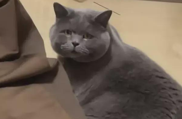 这睿智的眼神！主人外出上学回家，猫咪一脸懵逼：不好意思你谁啊