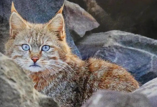 一只被绝育的野猫，失去性趣，胖到了96斤