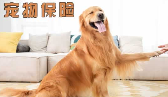 投保宠物险后定点医院“消失”了，记者调查宠物保险乱象