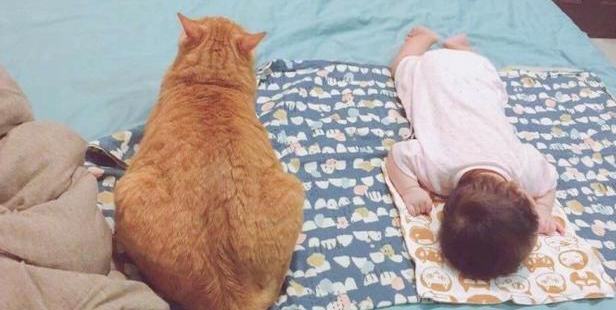 橘猫越来越疼小主人，睡觉都寸步不离，铲屎官看了倍感欣慰 