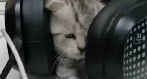 小奶猫遛进办公室，员工们赶紧盘它，想到这么猫来头网友怂了 