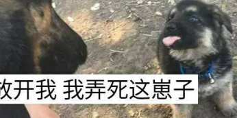 狗爸带娃是一种什么体验？网友：感觉比人类爸爸靠谱多了