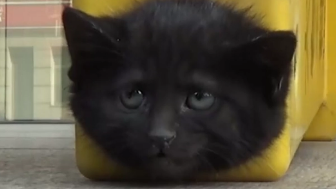 又到了捡猫的季节，最近小奶猫遍地跑，一个比一个好看