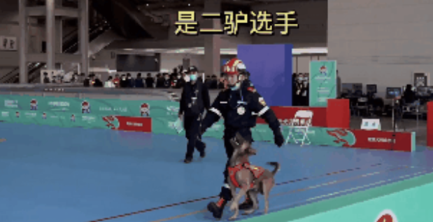 搜救犬二驴比赛不听指令再次火爆全网，网友：“显眼包的稳定发挥哈哈！”