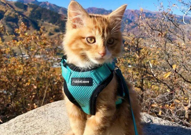 	 网友领养了一只橘猫回家之后，天天带着它一起游山玩水