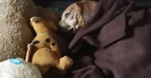 腊肠犬饿晕在路边，瘦到只有13斤，救助后才明白为何被丢弃