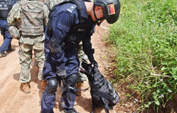 警犬“云妹” 一位特殊的战友！