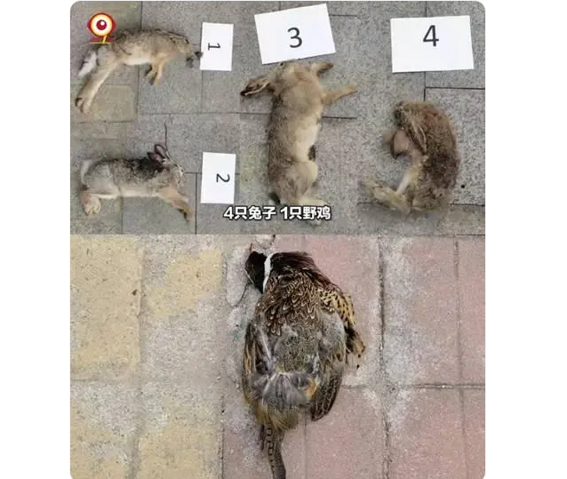 花2万元买4条名犬就为打野兔子野鸡？北京密云森林公安：拘！