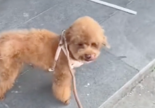 狗狗被妈妈批评了后，竟然离家出走去女儿家，像极了小时候的我