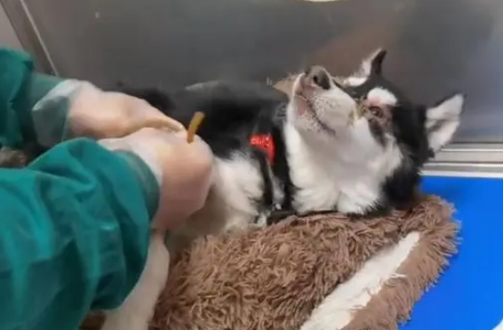 黑龙江：犬瘟后期的二哈被绑上嘴，扔在垃圾桶旁，狗狗：我想活着