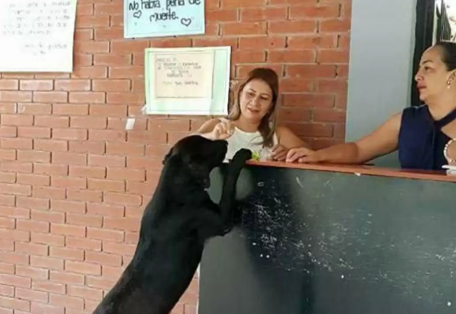 狗狗在校园当保安之余，还会用树叶去小卖铺买零食吃