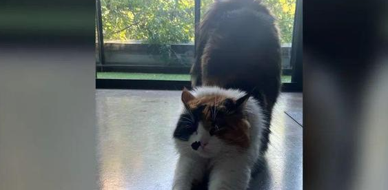猫咪走丢3天，铲屎官嗓子都喊劈后接到电话：前几天找你买的旧沙发里有只猫...