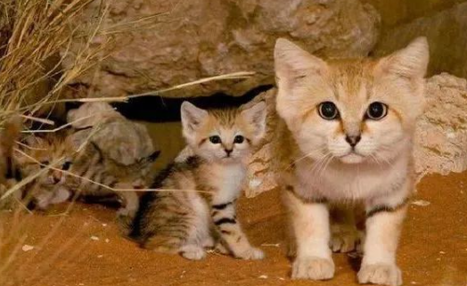 这只称霸沙漠的小猫咪竟然......爱吃“辣条”？