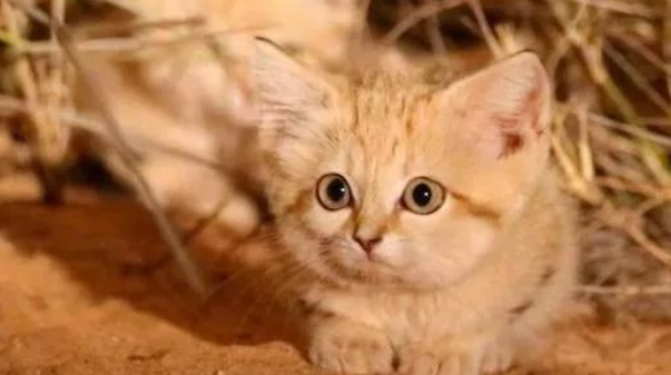 这只称霸沙漠的小猫咪竟然......爱吃“辣条”？
