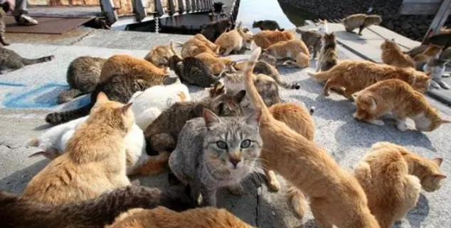 日本宠物数量超过儿童人数，几乎见不到流浪狗，弃养“违法”