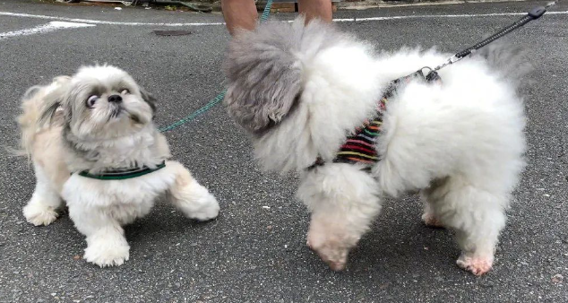 社牛警犬在群众拥护下迷失自我，社恐则躲在角落眼神闪烁：没手机好惨！