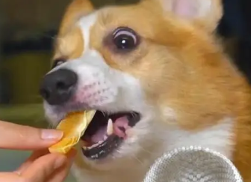 柯基版吃播ASMR，莫名疗愈，让人看完不自觉饿了起来！