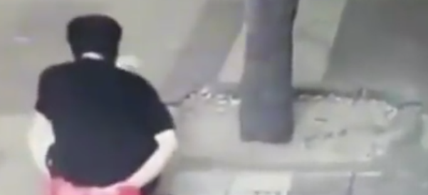 西安一男子用塑料袋藏榔头，砸晕路边小狗并带走，流浪猫全程目睹