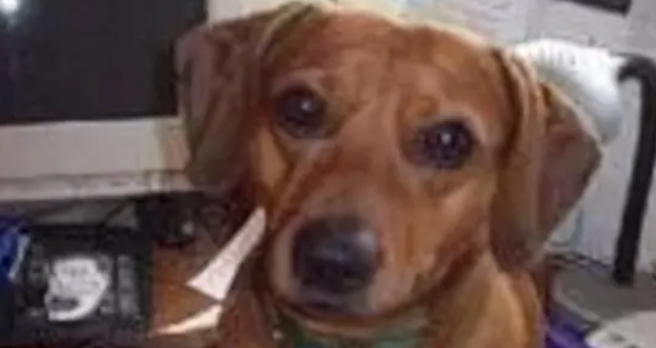 腊肠犬饿晕在路边，瘦到只有13斤，救助后才明白为何被丢弃