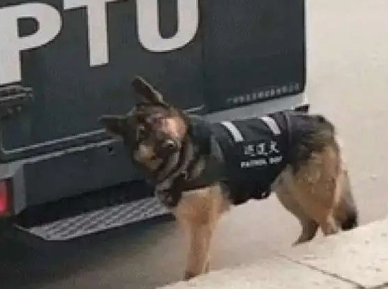 警犬在训练时钻到嫌犯裤裆下傻笑，这也太不正经了哈哈哈...
