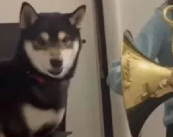 柴犬第一次看主人吹法国号，忍不住钻进去满脸问号：这是啥呀