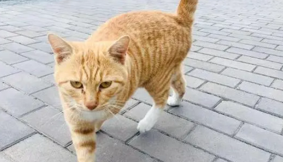两只小流浪猫失去妈妈，橘猫发现后主动照顾，如今已是两只大猫