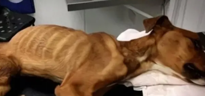 腊肠犬饿晕在路边，瘦到只有13斤，救助后才明白为何被丢弃
