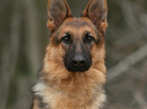 牧羊犬在羊群背上展示水上漂，10秒解决大塞车！非要我一个个催？