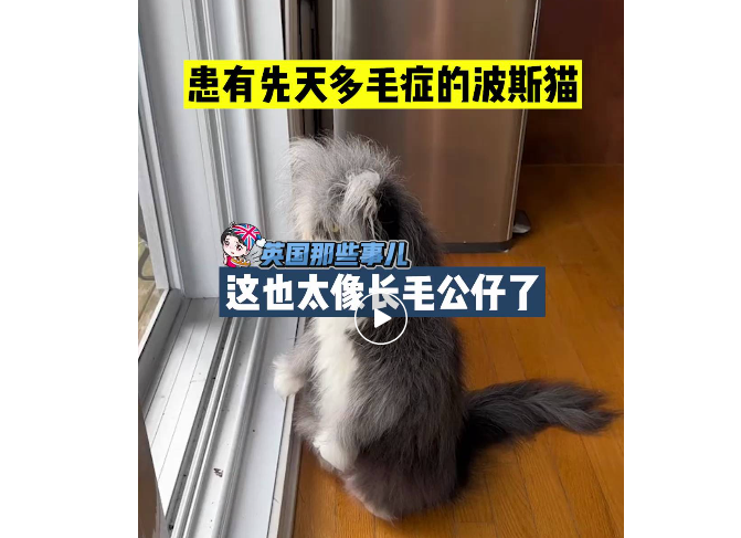 鳌拜喵加强版？这只患多毛症的波斯猫，真是凌乱又凌厉！