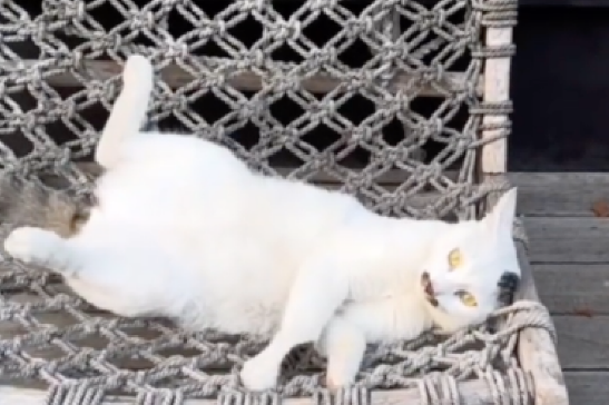 网友喂流浪猫一年，它总叼五花八门的东西送来，麻雀螃蟹还有仓鼠
