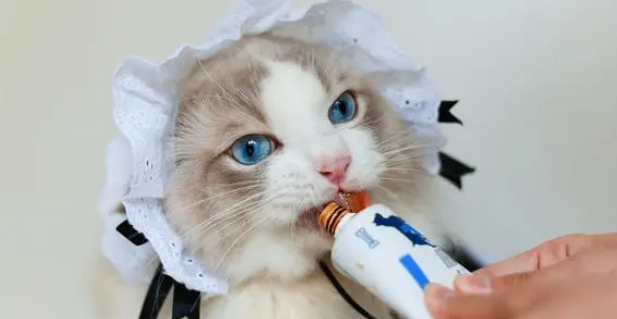 加菲猫被遗弃雨中，但看到主人留下的字条后，我释然了！