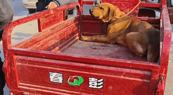 打也不下车，在三轮车上瑟瑟发抖的看家犬还是被装进了狗肉笼 