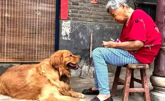 送金毛给家里老人作伴，偶然看到这个画面，主人顿时一把心酸泪 