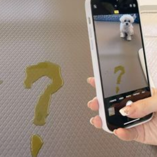 马尔济斯尿了一个“？” ，主人惊了：一边尿尿一边写字？