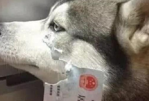 二哈迷路投靠警局，主人认领时所长怒吼：骗了十天饭车都拆没了