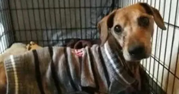腊肠犬饿晕在路边，瘦到只有13斤，救助后才明白为何被丢弃