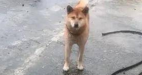 柴犬雨天偷跑出去被主人骂，结果它这样赌气…哈哈哈 