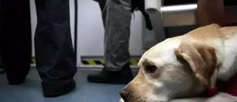 导盲犬被主人重踢仍默默引路, 协会声明收回导盲犬