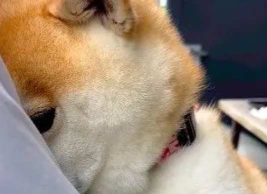 社恐柴遇到陌生人，瞬间把脸埋进主人手臂偷瞄：怎么还没走
