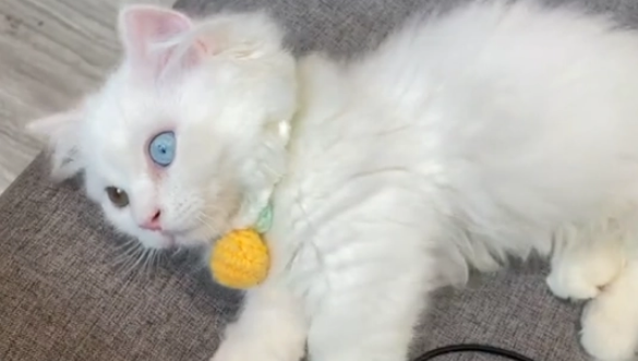 花7500元买了只矮脚猫，回家后发现它耳聋