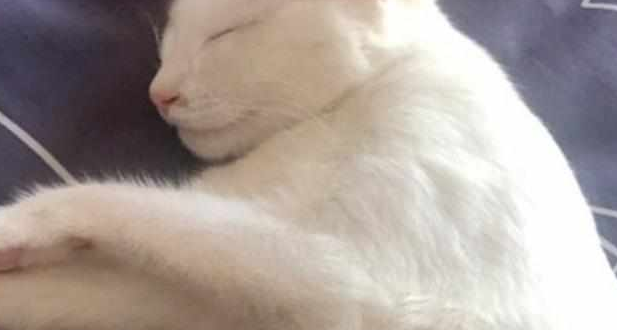 主人发现小奶猫不见了，走进卧室一看懵了